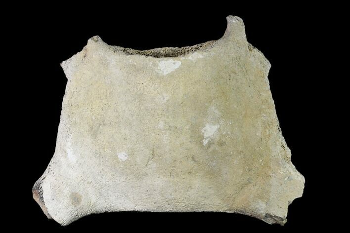 Fossil Whale Cervical Vertebra - Yorktown Formation #137609